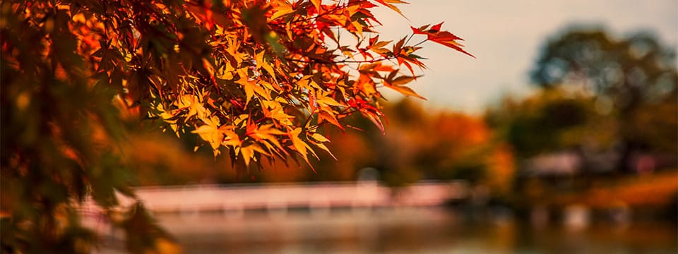 Learn Why It's Important to Keep Streets and Stormsewers Free of Leaves