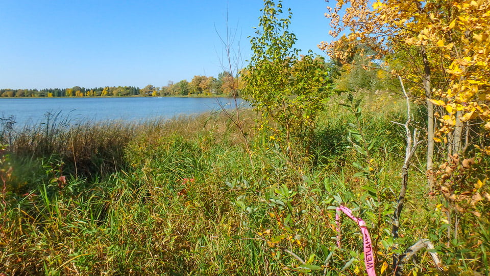  _199_https://2593655.fs1.hubspotusercontent-na1.net/hubfs/2593655/Wetland%20Delineation%20960x540.jpg