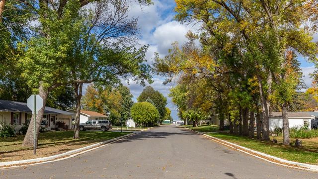 Dawson Street & Utility Improvements Ash Trees Image