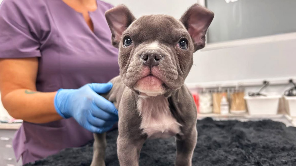 MVN Minnesota Veterinary Neurology